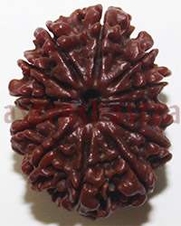 12 mukhi 2691 29mm